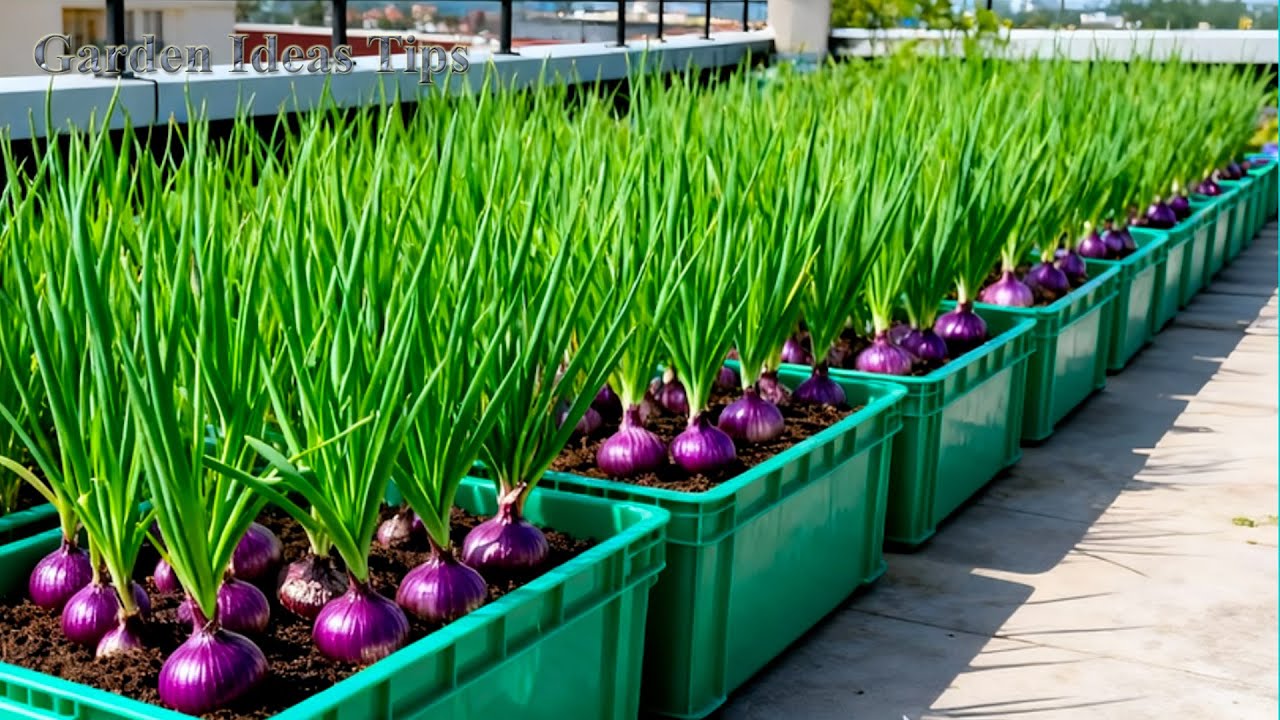 Grow Red Onions on Your Balcony Using Recycled Plastic Boxes – Easy Method for Beginners
