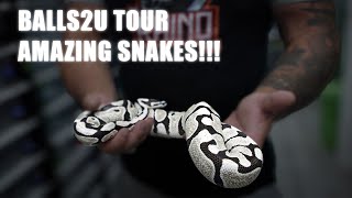 Celebrity Balls2U collection tour 2025!!! - Opus Pythons Profile