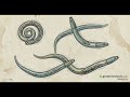 How to Apply Nematodes for Natural Soil Pest Control
