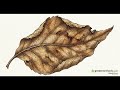How to Apply Nematodes for Natural Soil Pest Control
