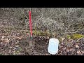 How to bury your deer Head, with just 2 tools!