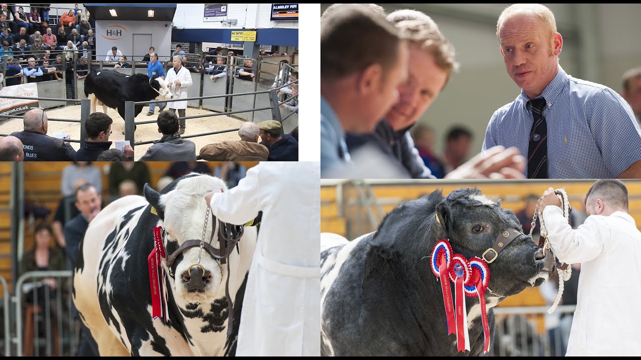 British blue bull sale 2016