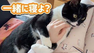 眠そうな猫にひざ枕をした結果・・・