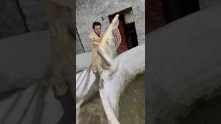 Catfish Fishing net #fishharvesting #fishing #seafoodprep #fish #food