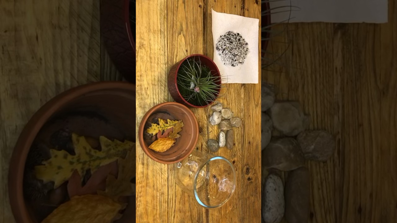 Display Air Plants Tillandsia