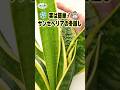 実は簡単！サンセベリアの冬越し #plants #観葉植物