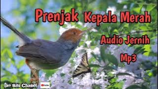 Burung prenjak kepala merah MP3 || audio jernih @ekobirdchanel2561