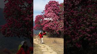 ✨This is your sign to visit Nepal!🇳🇵#VisitNepal #Nepal #NepalTravel #TravelNepal #ExploreNepal