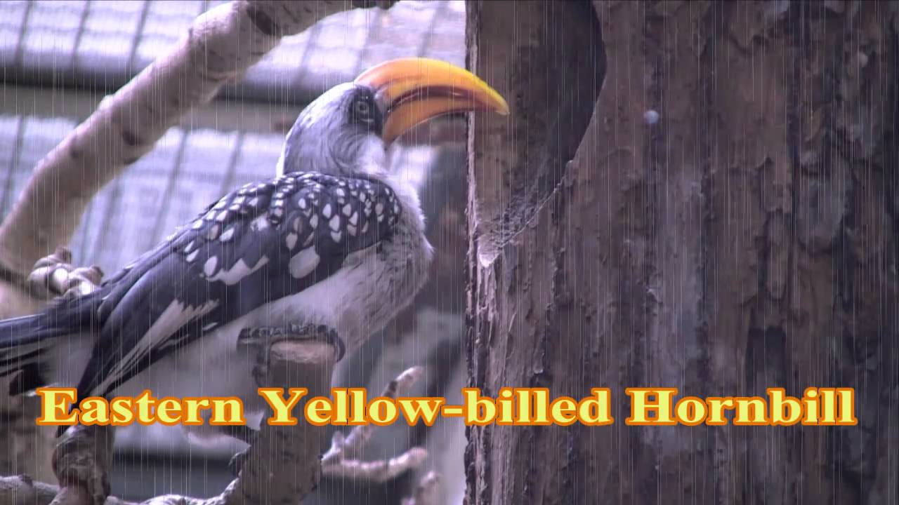 Eastern Yellow-billed Hornbill
