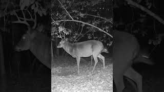 Huge Body Buck Checking Sc