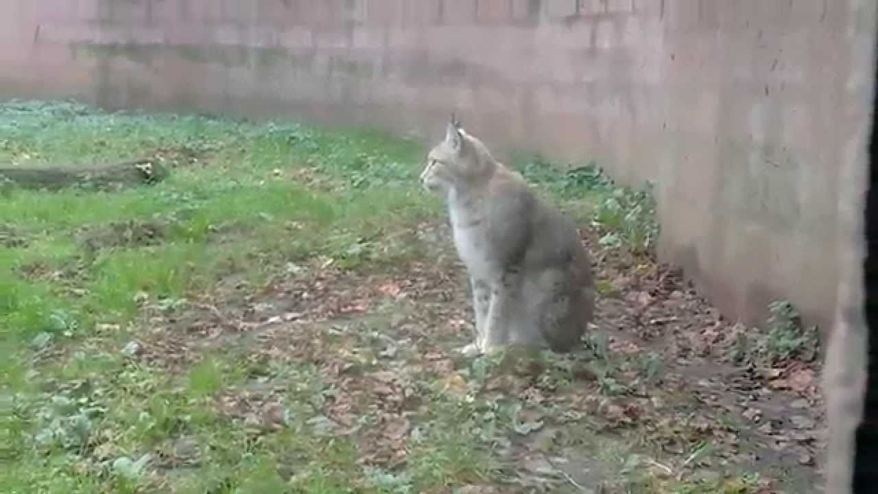 Euraziatische lynxen / Eurasian lynxs : Olmense ZOO