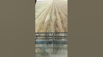 Harvesting 2012 high yield soybean trials