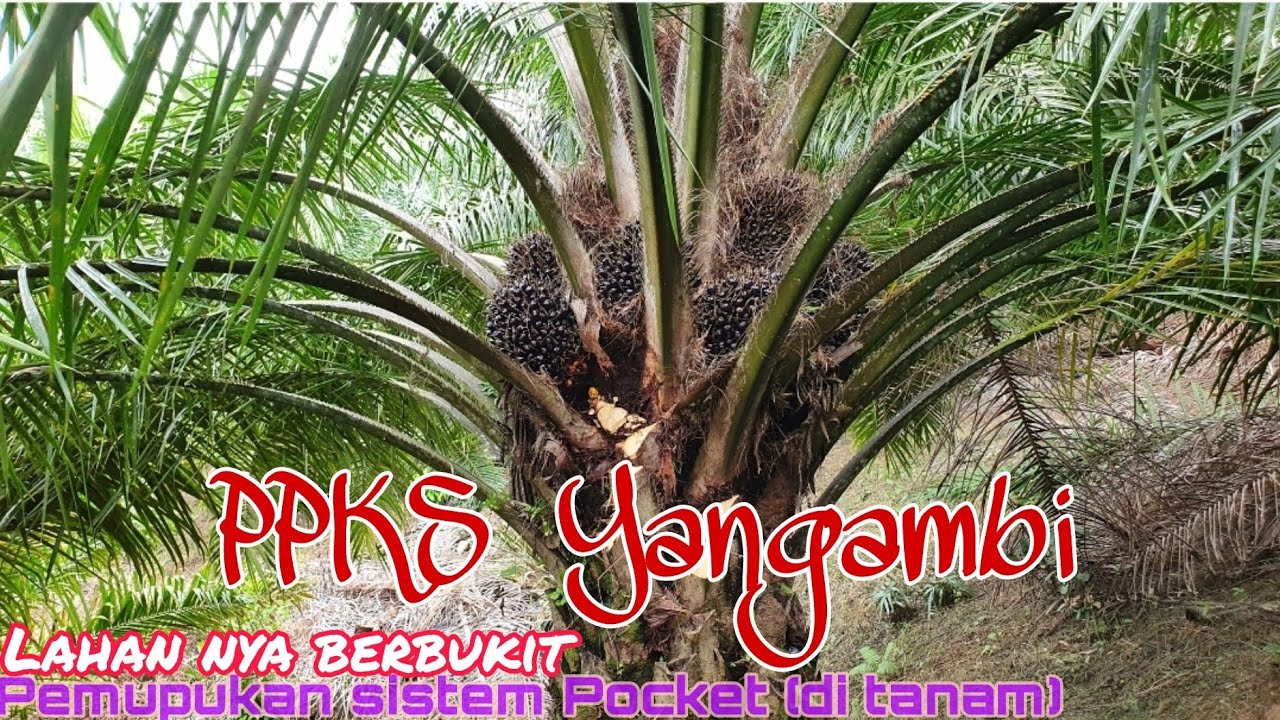 Ppks Yangambi Tahun tanam 2008 di pupuk sistem lubang dosis 2kg per pohon