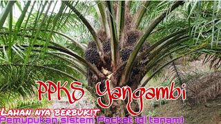 Ppks Yangambi Tahun Tanam 2008 Di Pupuk Sistem Lubang Dosis 2kg Per Pohon