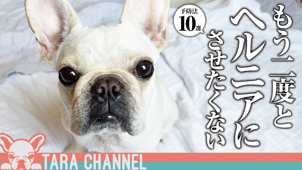 ヘルニアになる前にやっておけばよかった10の事 サプリメント フローリング対策 段差 立ち上がり ダイエット フレンチブルドッグ Youtube