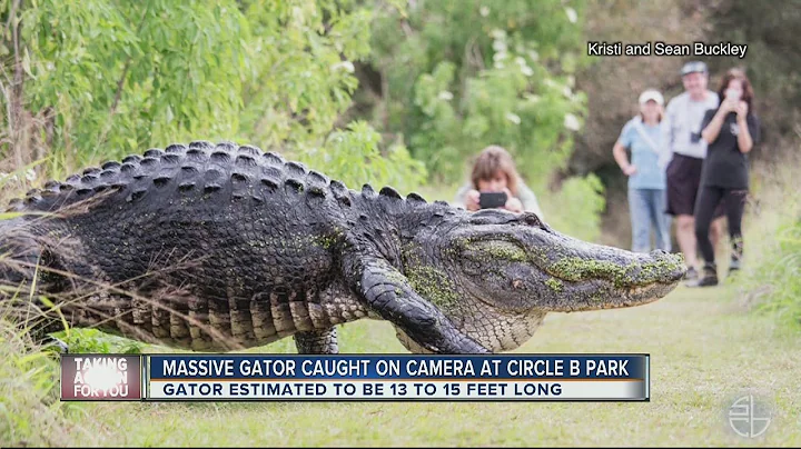 Only in Florida: Video of HUGE gator in Lakeland goes viral - DayDayNews