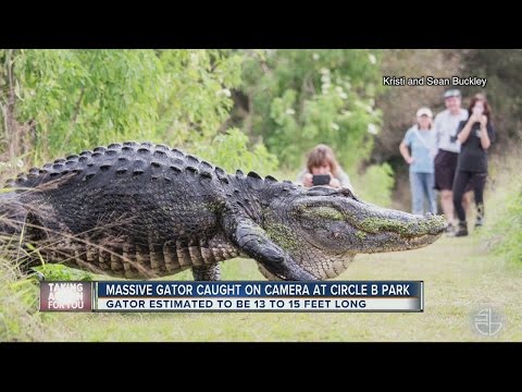 Polk County Animal Shelter - Only in Florida: Video of HUGE gator in Lakeland goes viral
