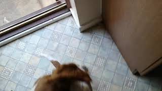 Welsh springer spaniel puppy tricks