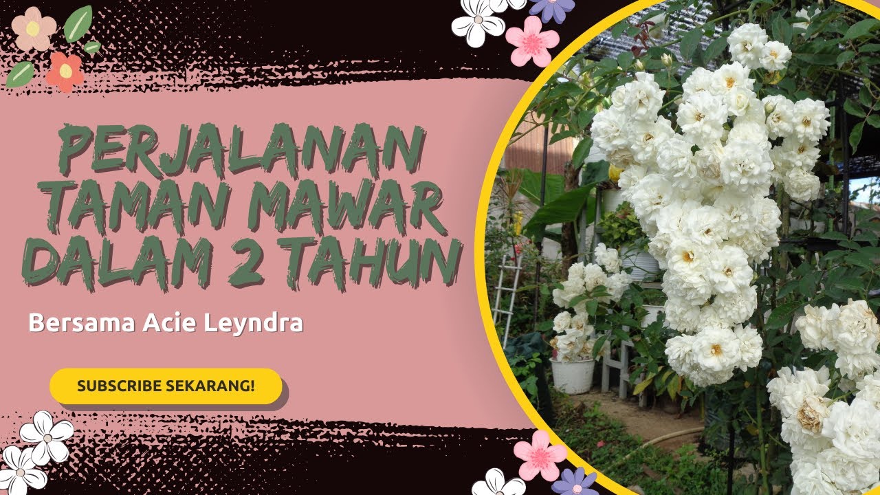 Perjalanan Taman Mawar Dalam 2 Tahun By Acie Leyndra