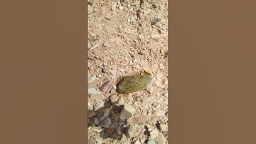 Under Ocean , Gem hunting , Green Jasper and Orthoclase