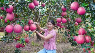 Harvesting Grapefruit Goes to countryside market sell, Harvest daily | Bích Harvesting