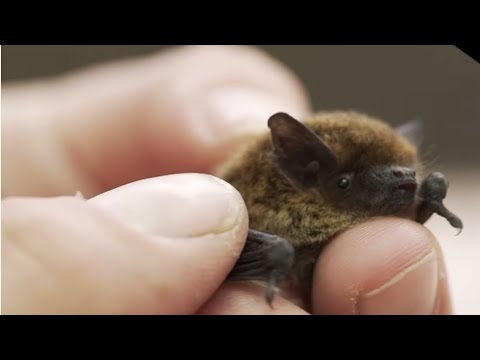 I pipistrelli come animali domestici, la storia di Alessandra