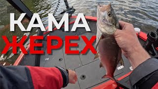 картинка: Жерех на Каме