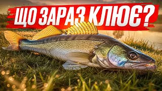картинка: Як і На Що Зловити Судака і Окуня Восени? Ось так Ловлю я!