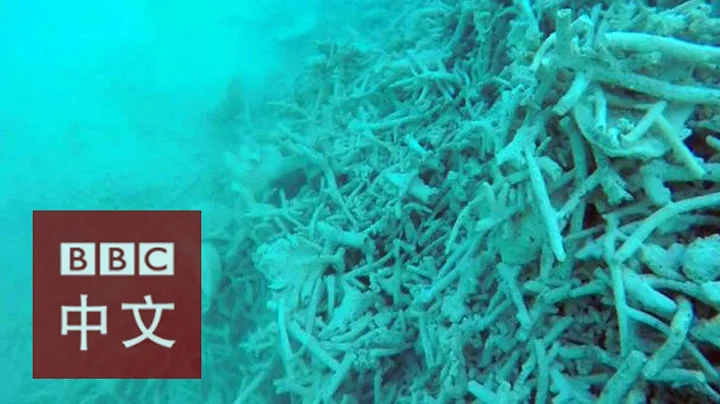 BBC記者目睹中國漁民破壞爭議海域珊瑚礁 - 天天要聞