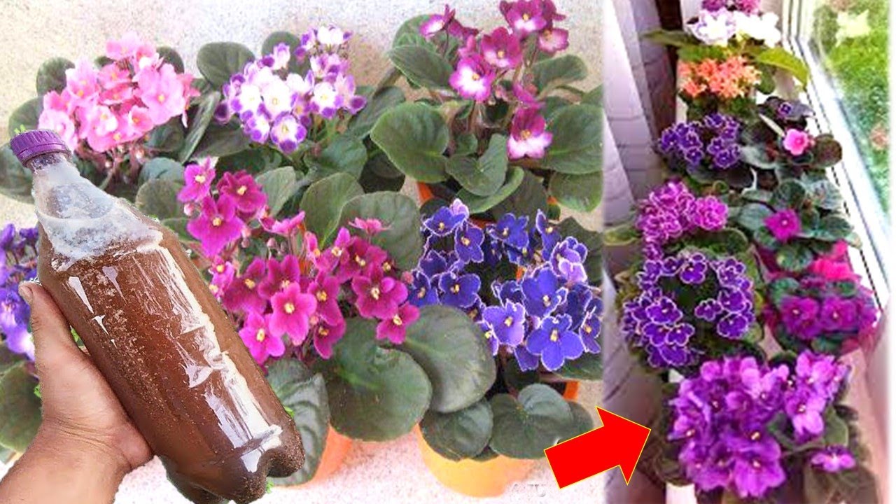 Uau!! Faz sua violeta florir muito (olha o incrível resultado)