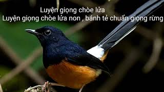 Luyện giọng chòe lửa. Luyện giọng chòe lửa non, bánh tẻ chuẩn giọng rừng