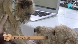 Test.tv: Все для животных. Эрдельтерьер – лучший друг семьи Test.tv: Все для животных. Эрдельтерьер – лучший друг семьи