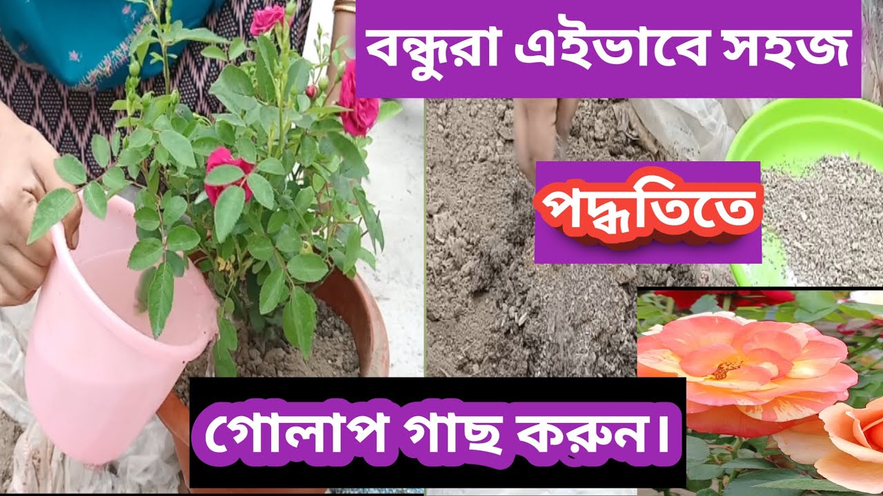 বন্ধুরা এইভাবে সহজ পদ্ধতিতে গোলাপ গাছ করুন। rose plant kaise lagaye