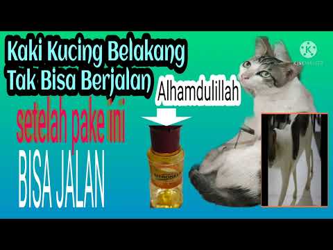 Video: Keganasan Pada Kaki Kucing Lembut