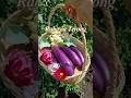 Rahasia terong berbuah lebat itu bukan cuma soal pupuk 🌱🍆 #berkebundirumah #berkebun #terongungu