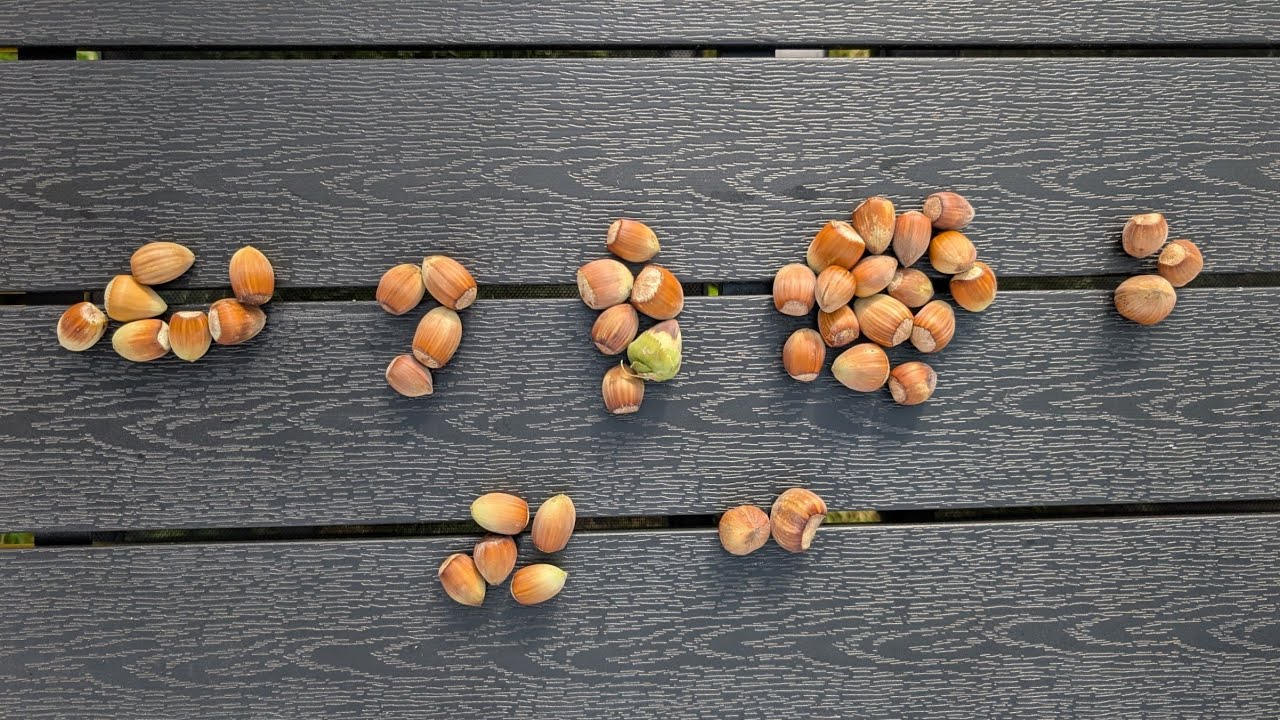 Paragaukit pirmųjų mūsų riešutų! | Ūkis #024