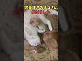 絶対お茶のお供にしたい猫映像#猫 #猫のいる暮らし #猫動画 #ねこ #可愛い #かわいい #可愛すぎる #2ch #癒し #ペット #動物 #2ch #shorts