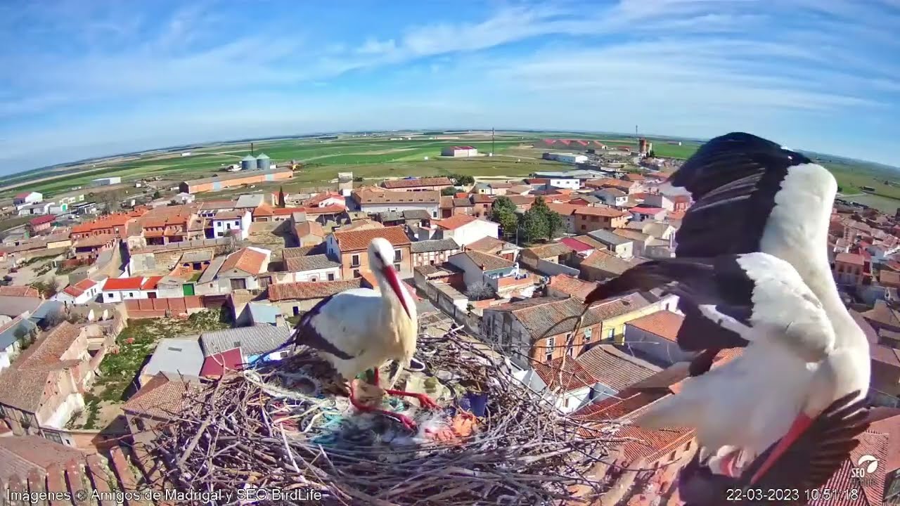 CIGUEÑA Vs GRAJILLA  22/03/2023 // STORK Vs  A JACK