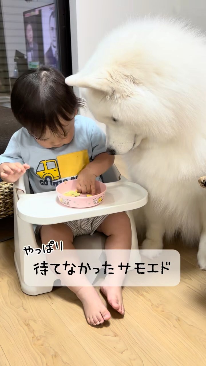 サモエドパパ やっぱり待てなかったサモエド #サモエド #samoyed #犬と赤ちゃん