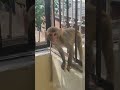 Monkeys in my Balcony