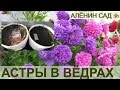 СУПЕР СПОСОБ Астры в ведрах!!! Посев астры в ведра / Огород в контейнерах