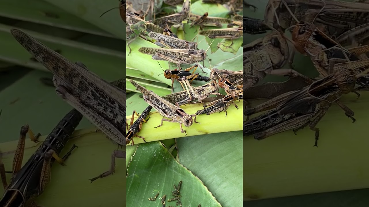 Why Grasshoppers Make Awesome Pets! 🦗❤️ 