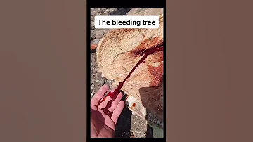If It Wasn T Filmed No One Would Believe It Happened 