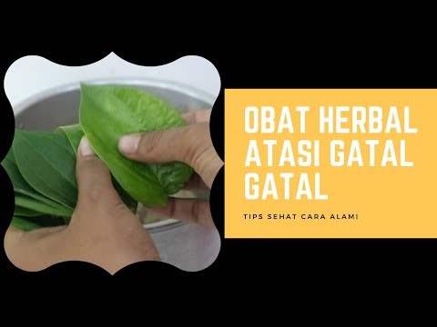 obat-herbal-gatal-gatal-dengan-daun-sirih---cara-membuatnya