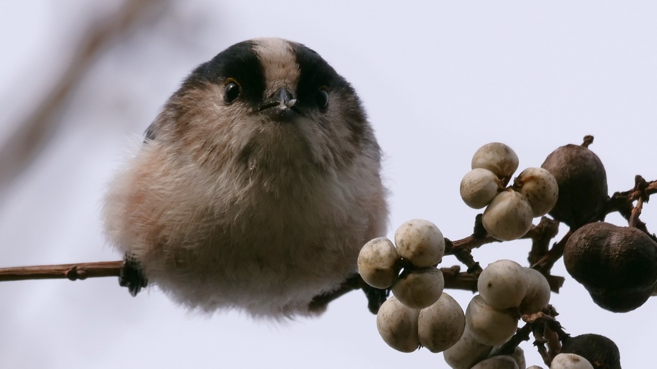 02 18 フォレストガーデンの小鳥達