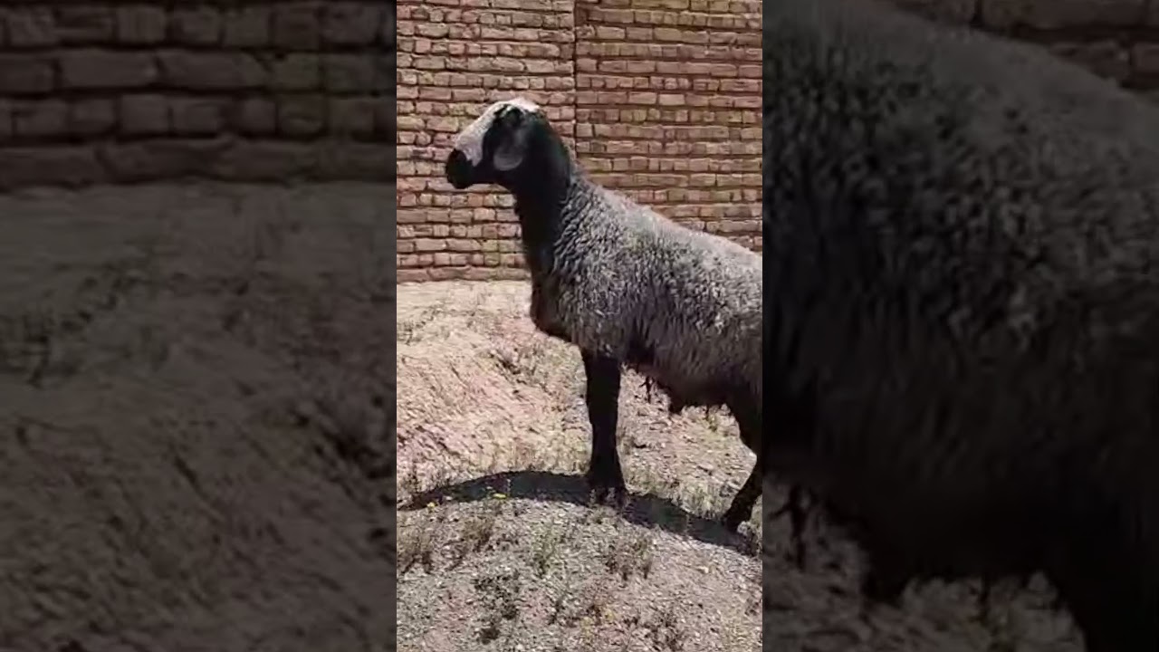 Well-built male sheep 