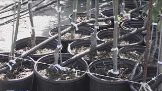 Saltwater levels putting squeeze on citrus crops