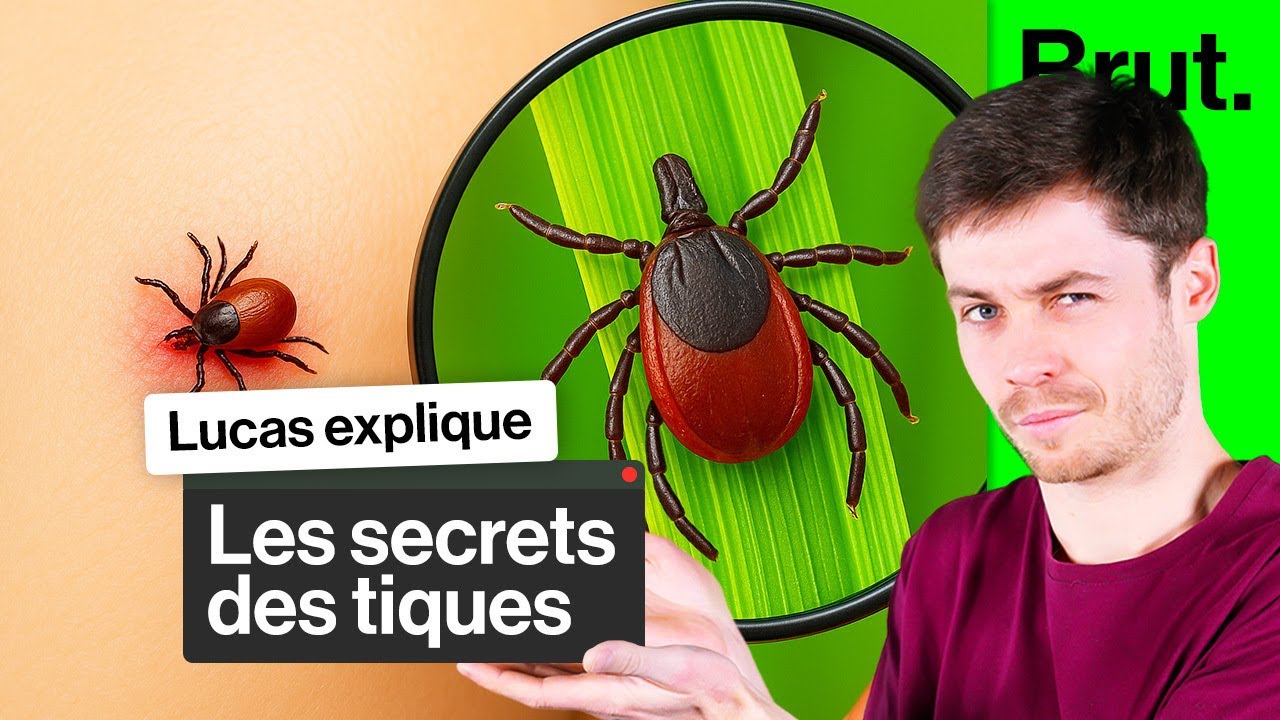 Tout comprendre sur les tiques et leurs attaques