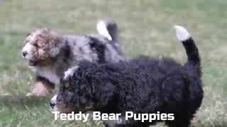 Dena Weaver's Mini Bernedoodle Puppies by Mt Hope Puppies 80 views 3 days ago 1 minute, 8 seconds