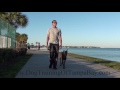 Dog Training in Tampa - Off Leash Demo long beach walk with distractions Dog Training in Tampa - Off Leash Demo long beach walk with distractions